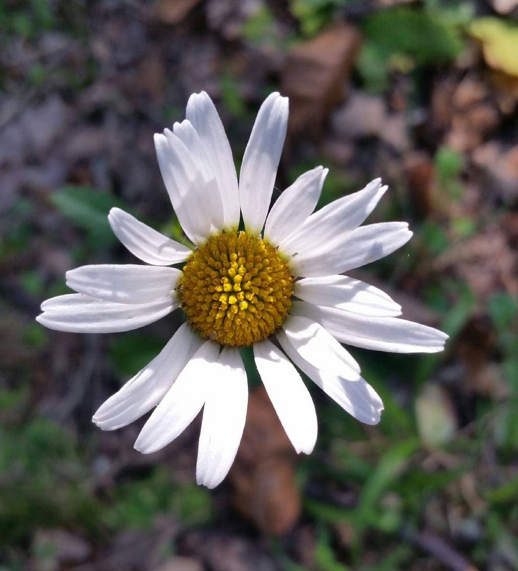 Leucanthenum vulgare?